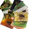 Stages Learning Materials Insects + Bugs Real Life Learning Poster Card Set, Set of 14 SLM-158 - alternate 3